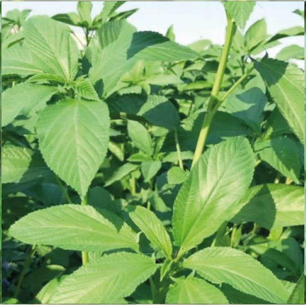 Organic Green Molokhia Seeds 25 g - supplier photo
