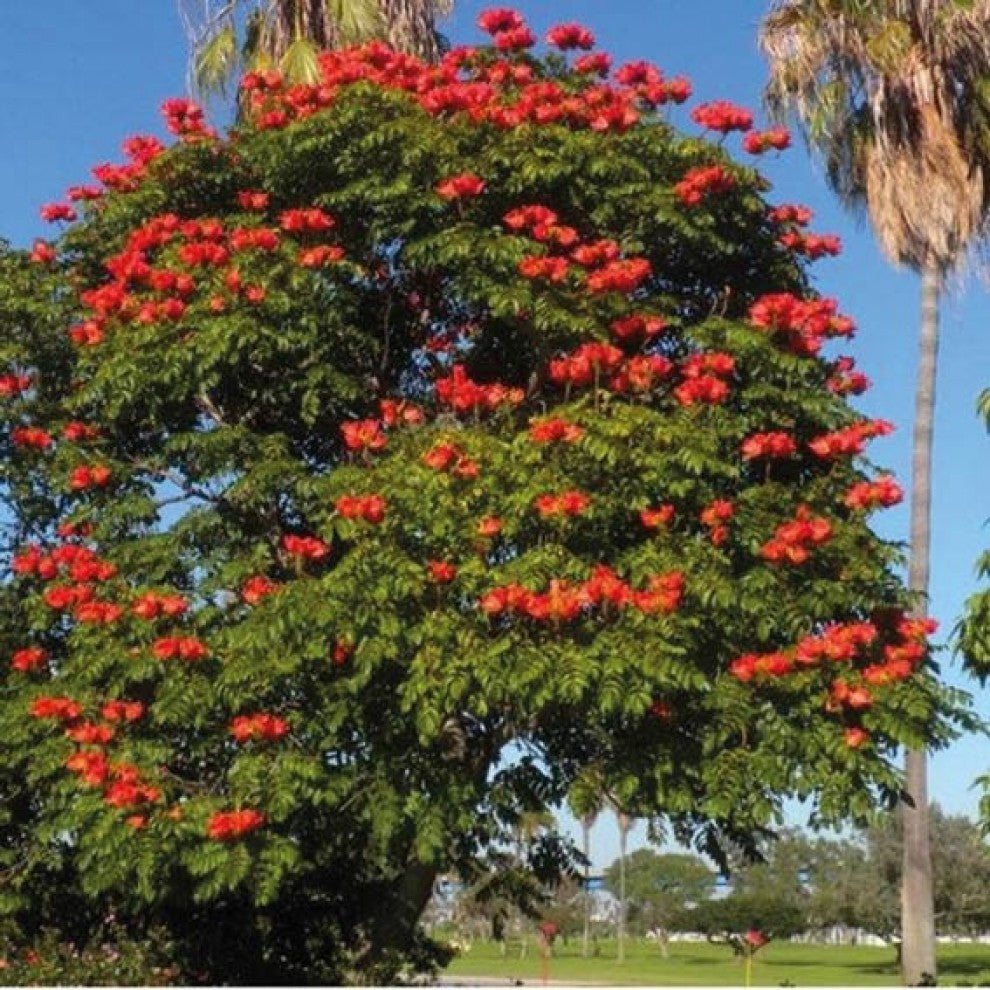 African Tulip Tree Seeds 25 Seeds بذور شجرة الخزامى الأفريقية (25 بذرة) - supplier photo