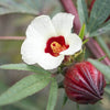 Hibiscus Shrub Seeds 25 Seeds - supplier photo