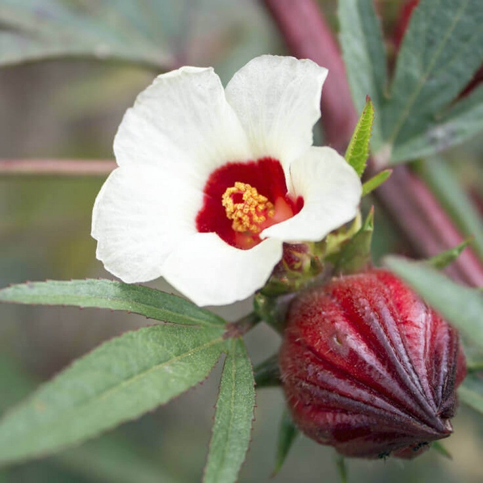 Hibiscus Shrub Seeds 25 Seeds - supplier photo