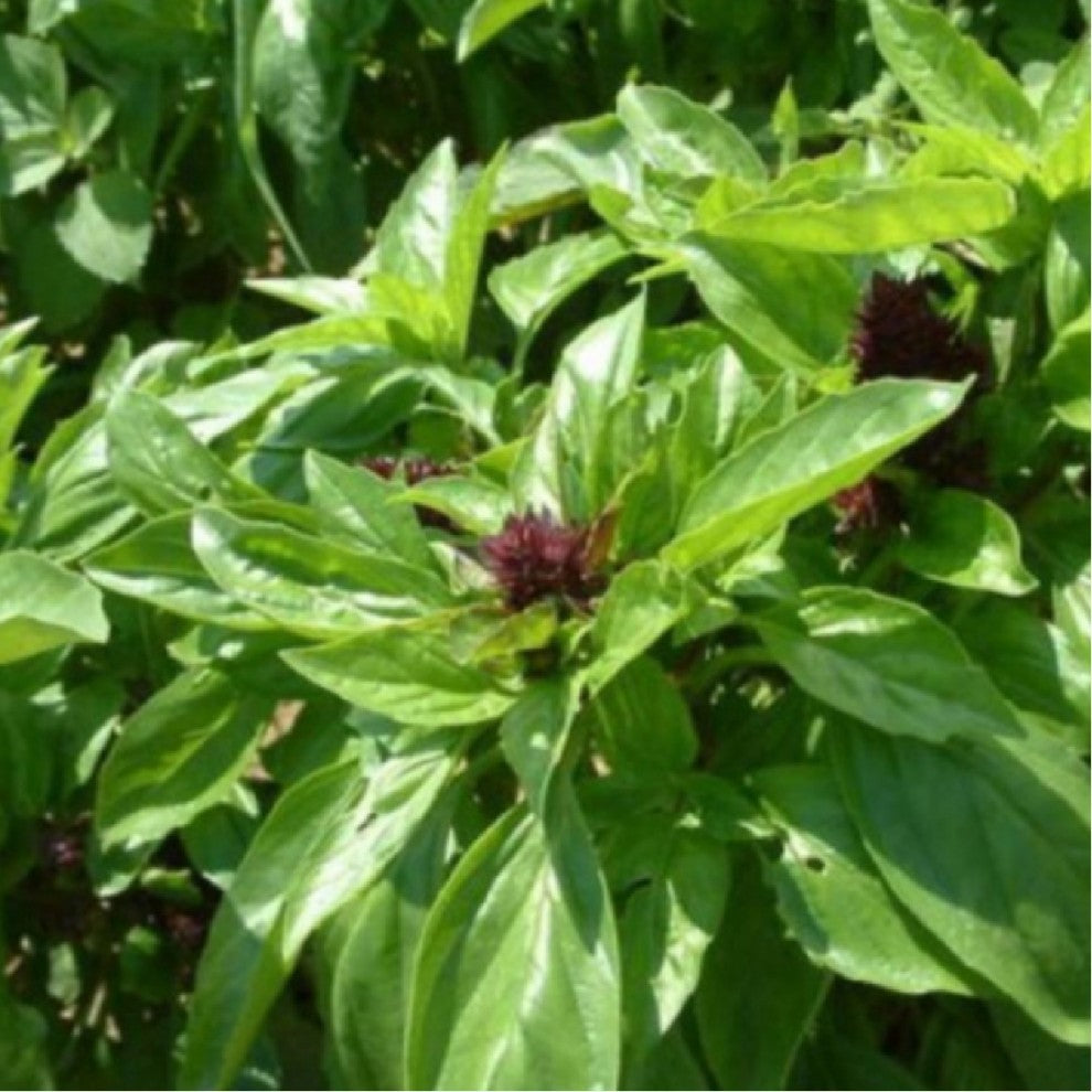 Local Basil Mashmoum Seeds 100 Seeds - supplier photo