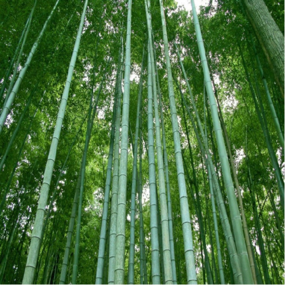 Giant Bamboo Seeds 10 Seeds - supplier photo