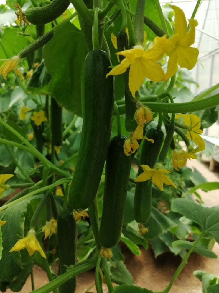Cucumber Seeds Qaisar F1 20 Seeds - supplier photo