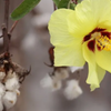 Cotton Seeds 15 Seeds - supplier photo