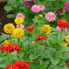 Dwarf Zinnia Seeds 10 Seeds - supplier photo