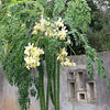Arabian Moringa peregrina Seeds 20 Seeds - supplier photo