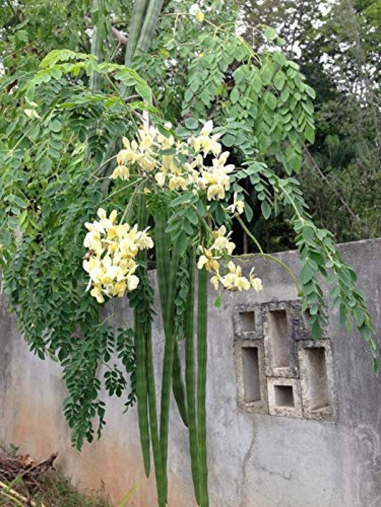 Arabian Moringa peregrina Seeds 20 Seeds - supplier photo