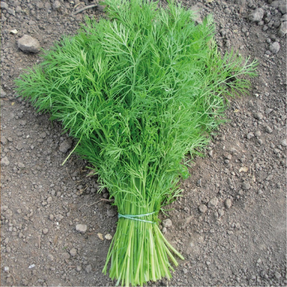 Dill Seeds Turkish Nesim - supplier photo