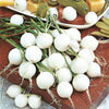Onion Seeds Small Round - supplier photo