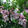 Cassia javanica Tree Seeds 10 Seeds - supplier photo