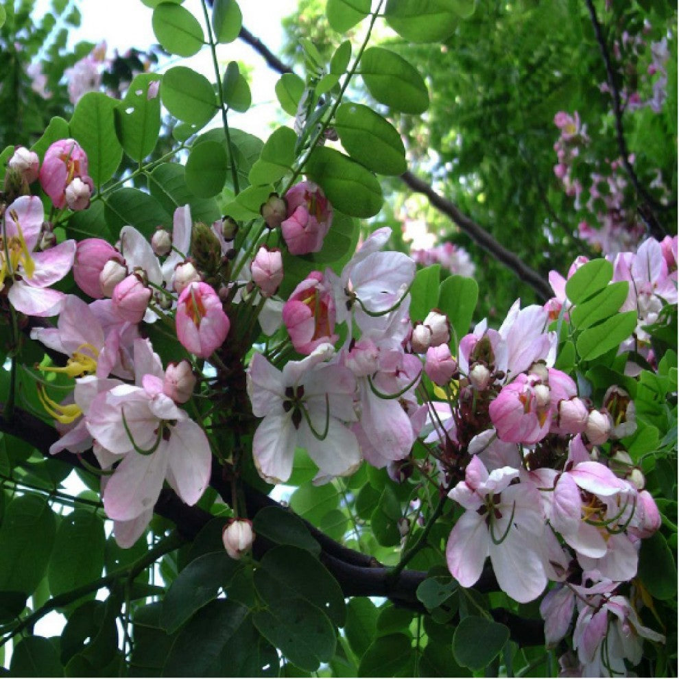 Cassia javanica Tree Seeds 10 Seeds - supplier photo