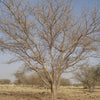 Gum Arabic Acacia senegal Tree Seeds 10 Seeds - supplier photo