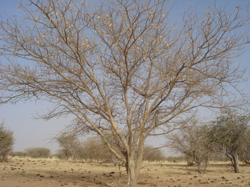Gum Arabic Acacia senegal Tree Seeds 10 Seeds - supplier photo