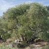 Jojoba Seeds 10 Seeds - supplier photo