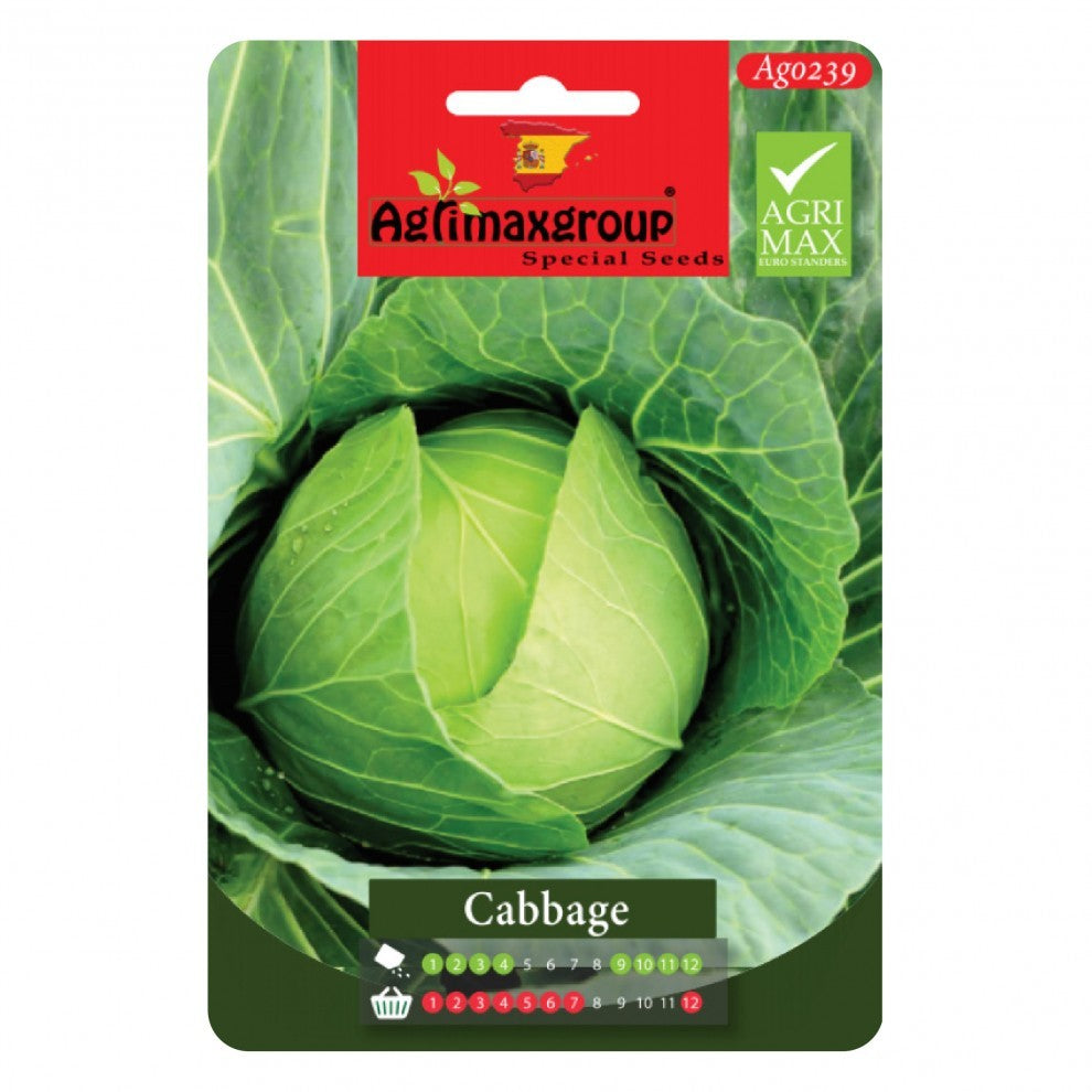 Cabbage Seeds Round Green - supplier photo