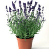 English Lavender Seeds 50 Seeds - supplier photo