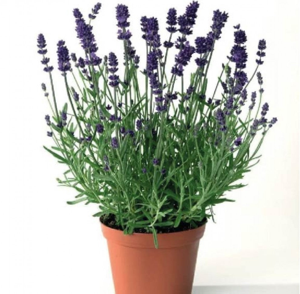 English Lavender Seeds 50 Seeds - supplier photo