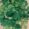 Coriander Seeds for Spice Production - supplier photo