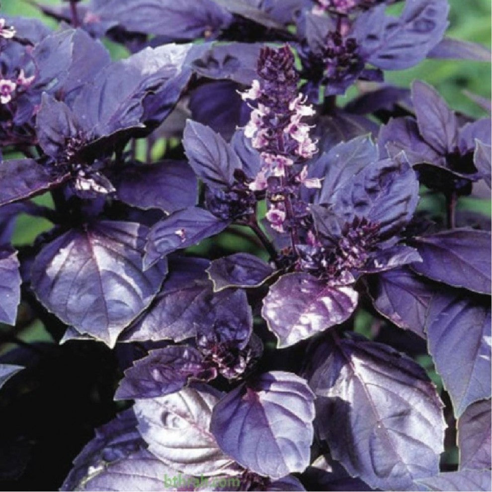 Night Basil Seeds 50 Seeds - supplier photo