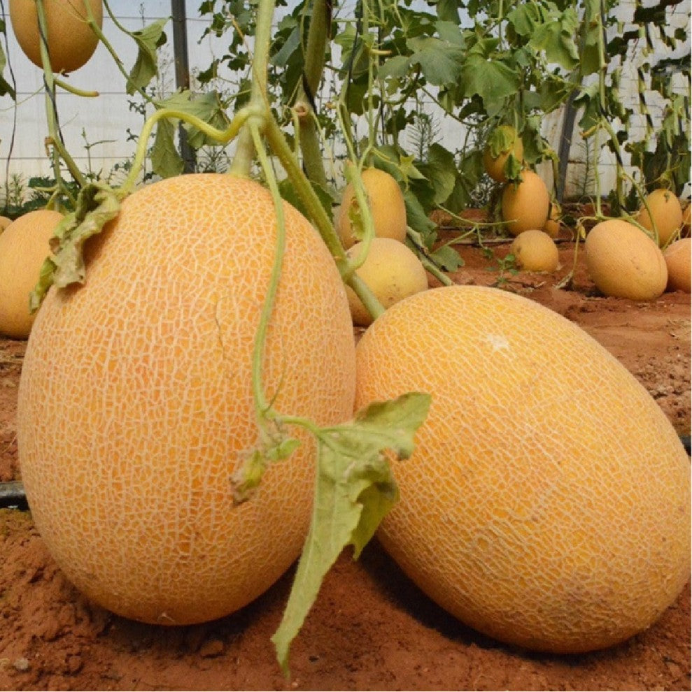 Melon Seeds American Pineapple 25 Seeds - supplier photo