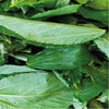 Molokhia Seeds Turkish 25 g - supplier photo