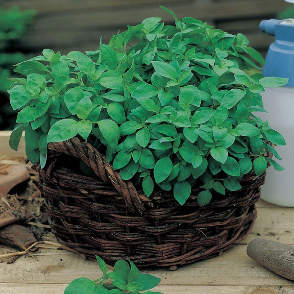 Basil Seeds Lemon - supplier photo