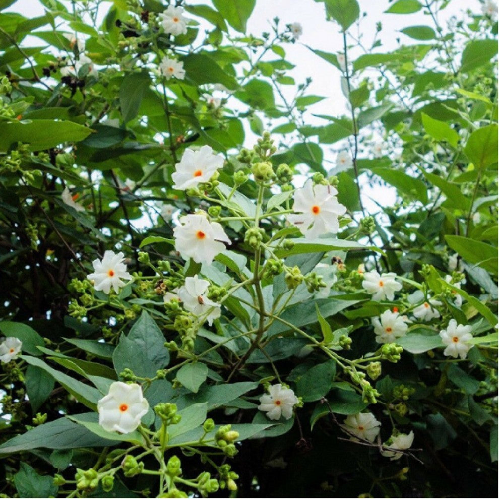 Night-Blooming Jasmine Seeds 10 Seeds - supplier photo