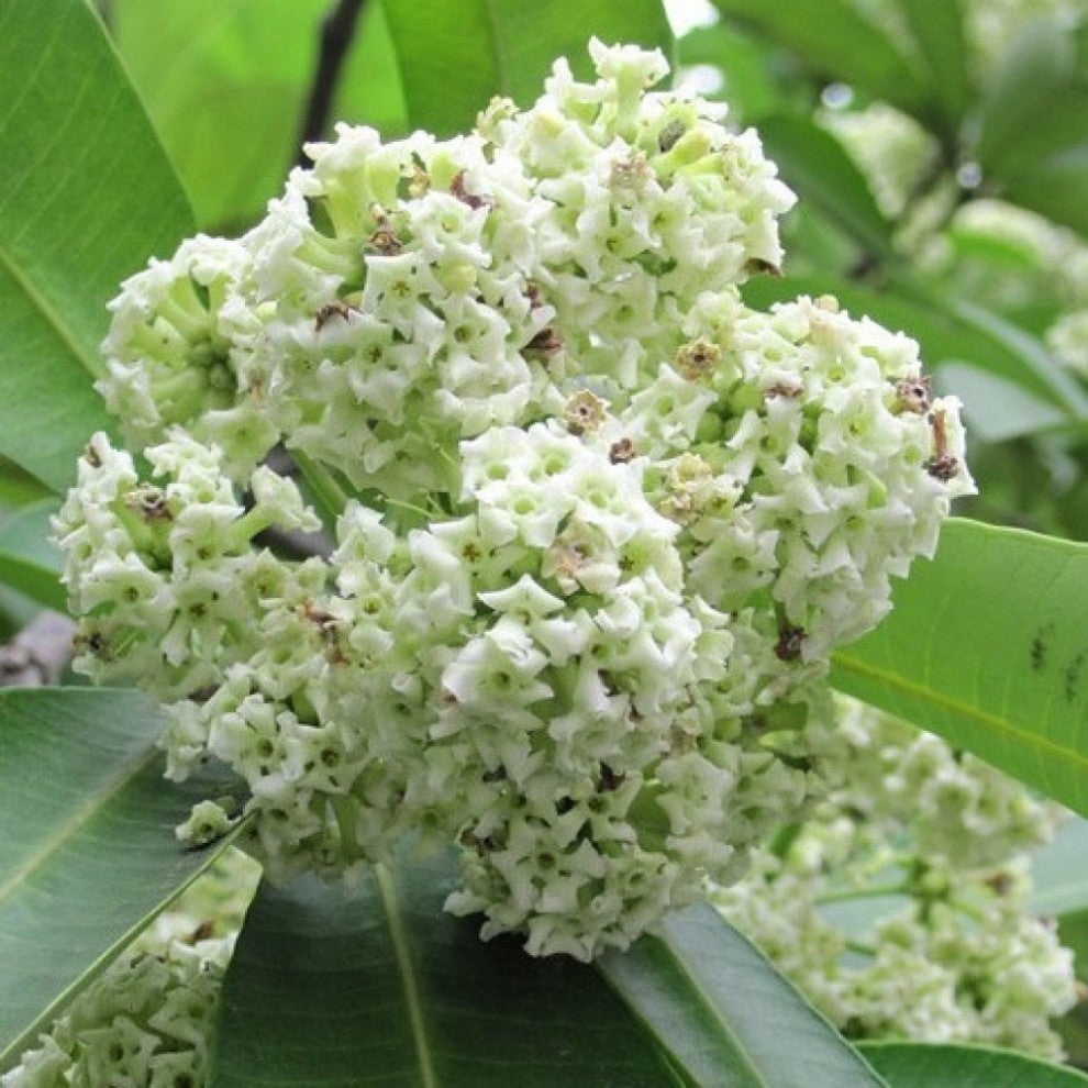 Alstonia Million Flower Tree Seeds 20 Seeds شجرة المليون زهرة - ألستونيا (20 بذرة) - supplier photo