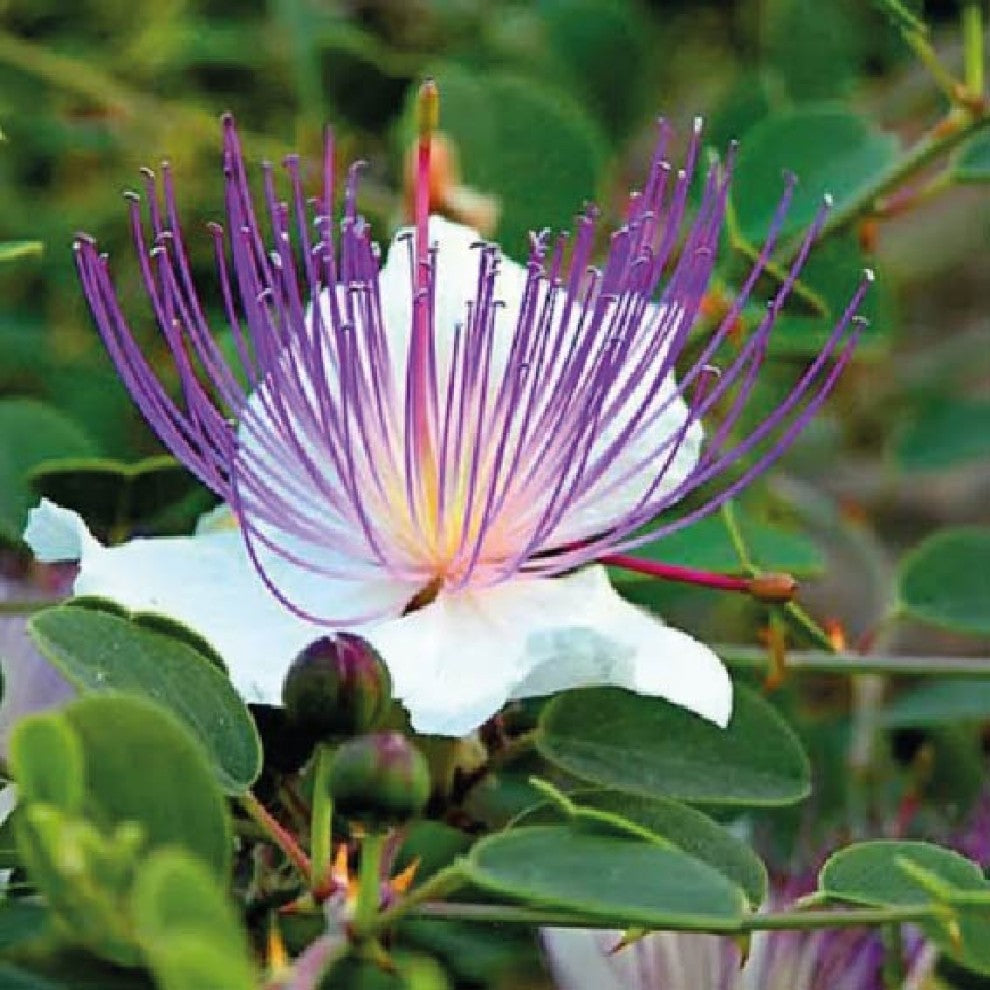 Caper Capparis Seeds 20 Seeds - supplier photo