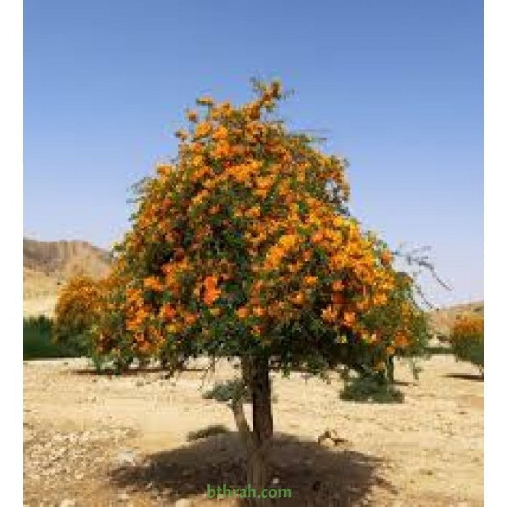 Farfara Tree Seeds 15 Seeds - supplier photo