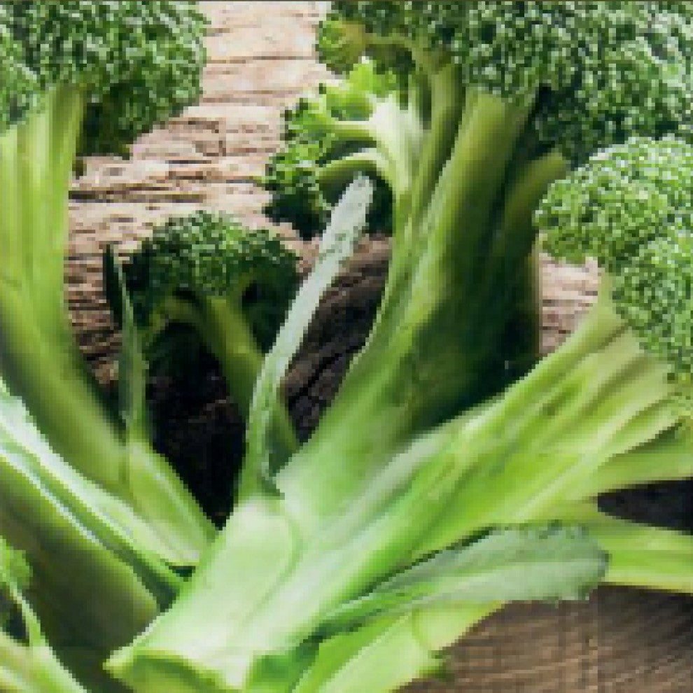 Broccoli Seeds English - supplier photo