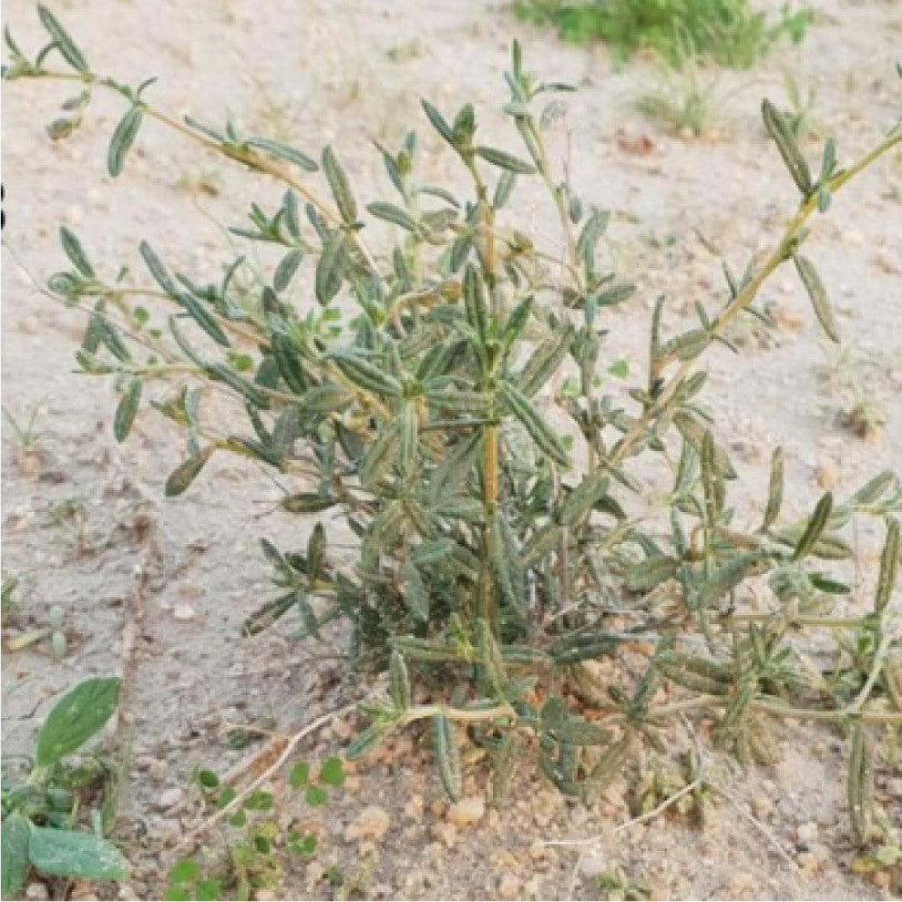 Arqa Truffle Companion Seeds 250 Seeds - supplier photo