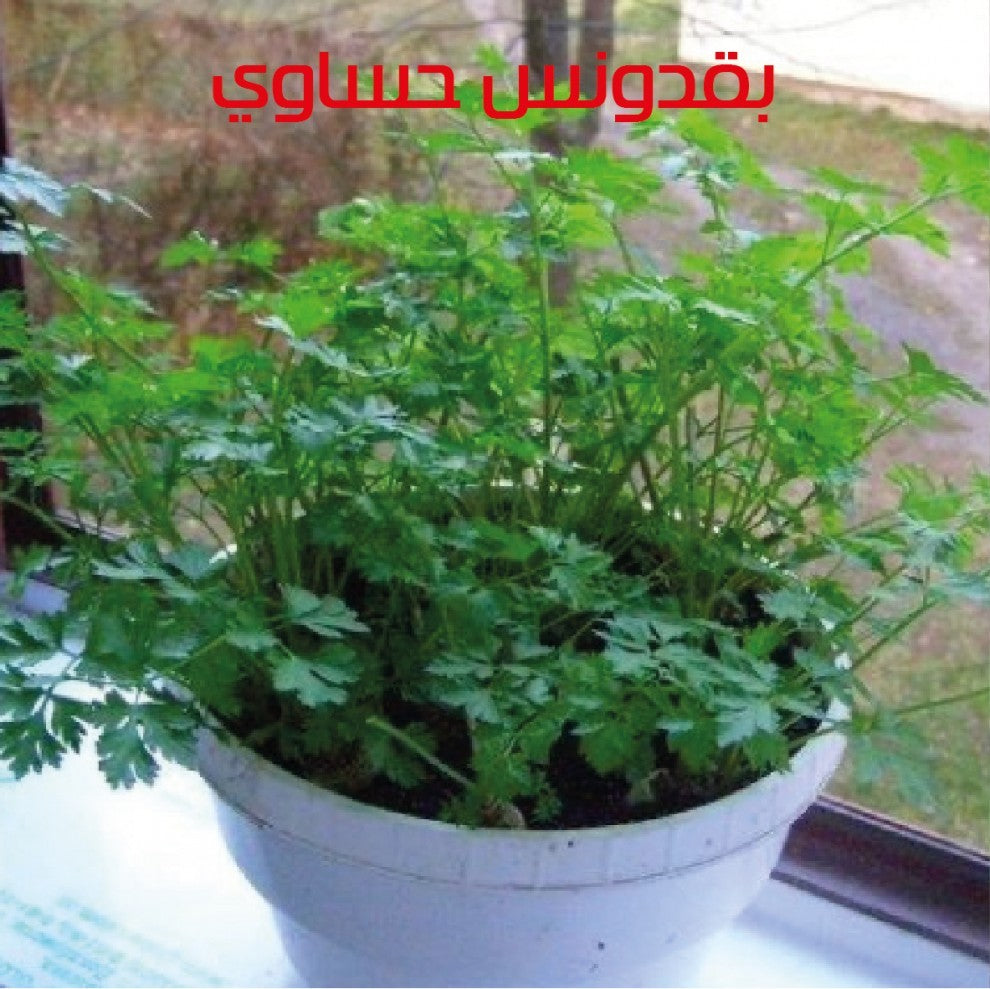 Parsley Seeds Hasawi 20 g بذور بقدونس حساوي(20 غرام) - supplier photo
