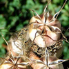 Black Seed Nigella Hasawi Whole 20 g - supplier photo
