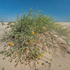 Arfaj Rhanterium Desert Shrub Seeds 25 Seeds - supplier photo