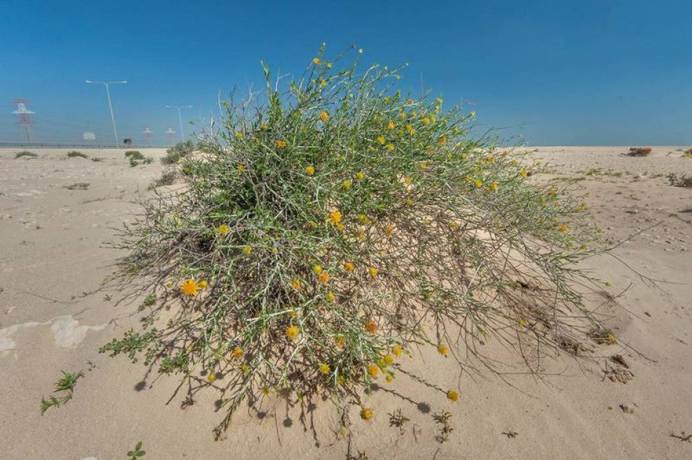 Arfaj Rhanterium Desert Shrub Seeds 25 Seeds - supplier photo