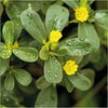 Organic Purslane Seeds 25 g - supplier photo