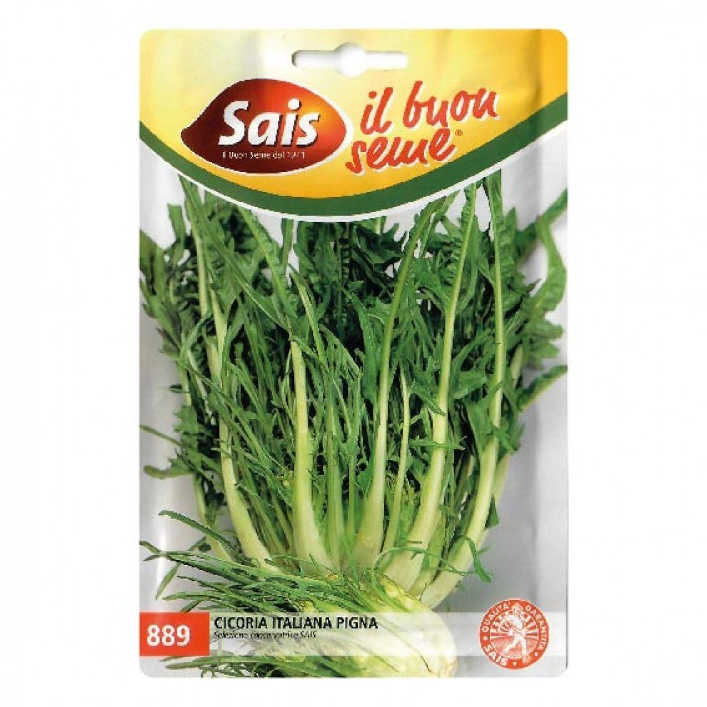 Chicory Seeds Italian - supplier photo
