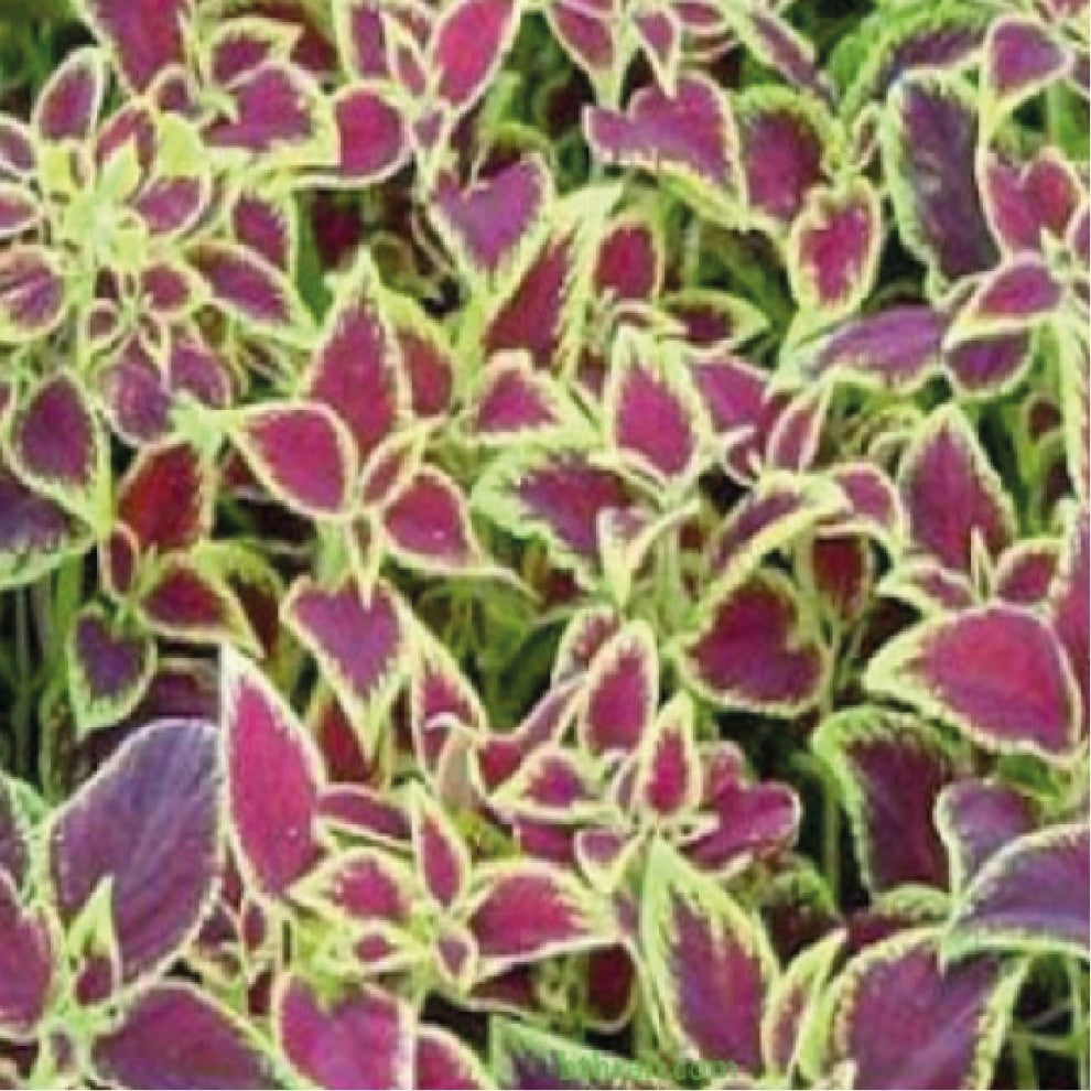 Carpet Flower Seeds 10 Seeds - supplier photo