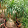Elephants Foot Beaucarnea Seeds 15 Seeds - supplier photo