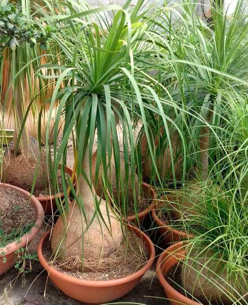 Elephants Foot Beaucarnea Seeds 15 Seeds - supplier photo