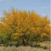 Acacia farnesiana Talh Seeds 10 Seeds - supplier photo