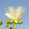Mountain Caper Lassaf Seeds 20 Seeds - supplier photo