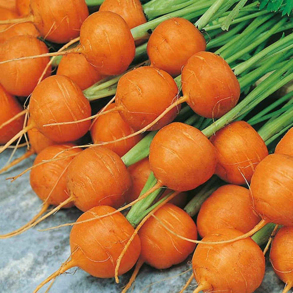 Carrot Seeds English - supplier photo