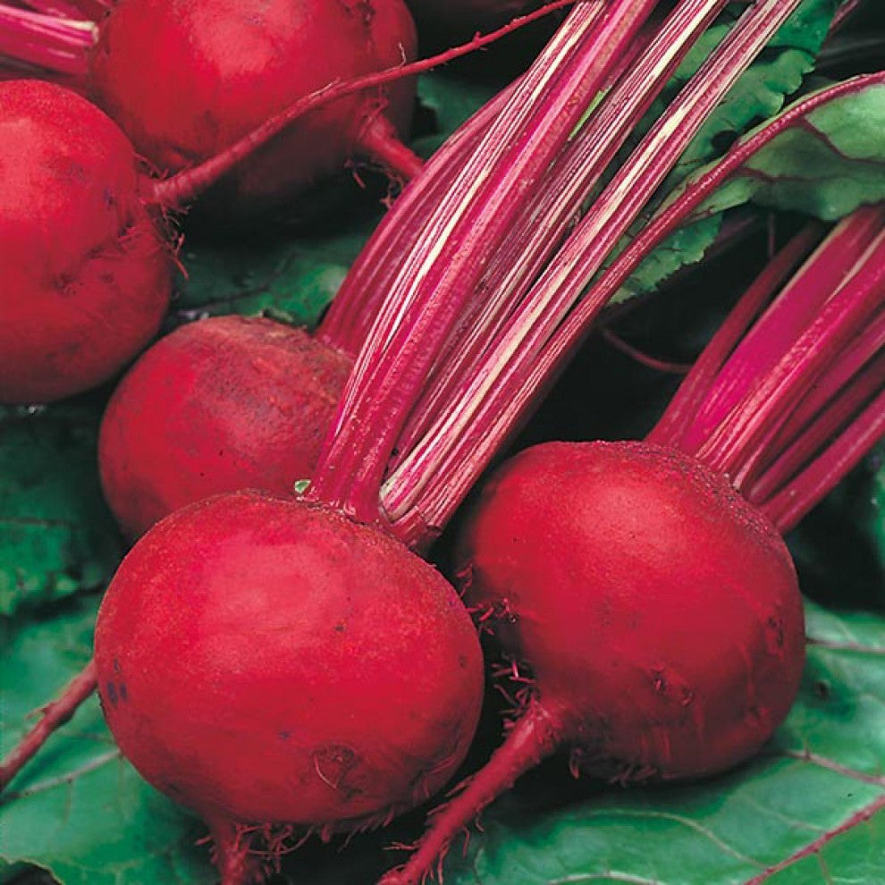 Beetroot Seeds English - supplier photo