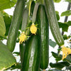 Cucumber Seeds Ezz F1 20 Seeds - supplier photo