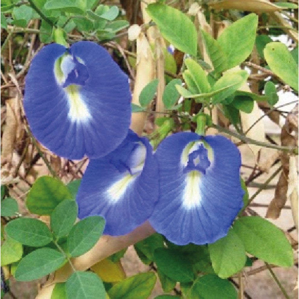 Butterfly Pea Blue Tea Climber Seeds 25 Seeds - supplier photo