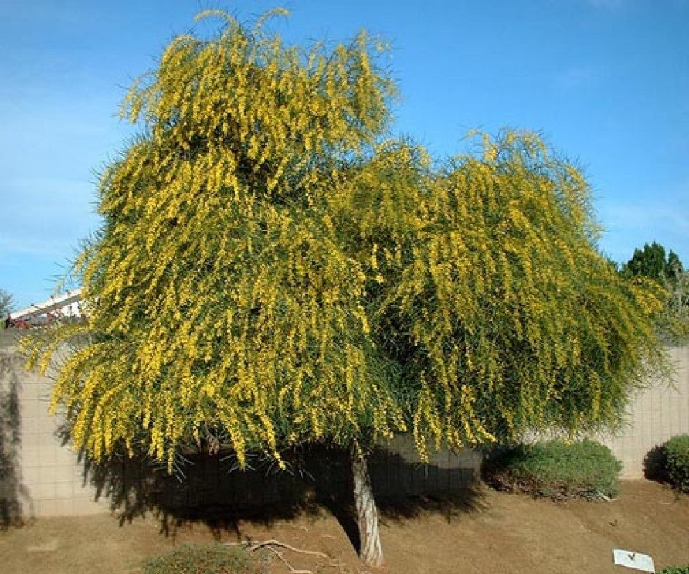 Acacia saligna Seeds 15 Seeds بذور اكاسيا ساليجنا (15 بذرة) - supplier photo
