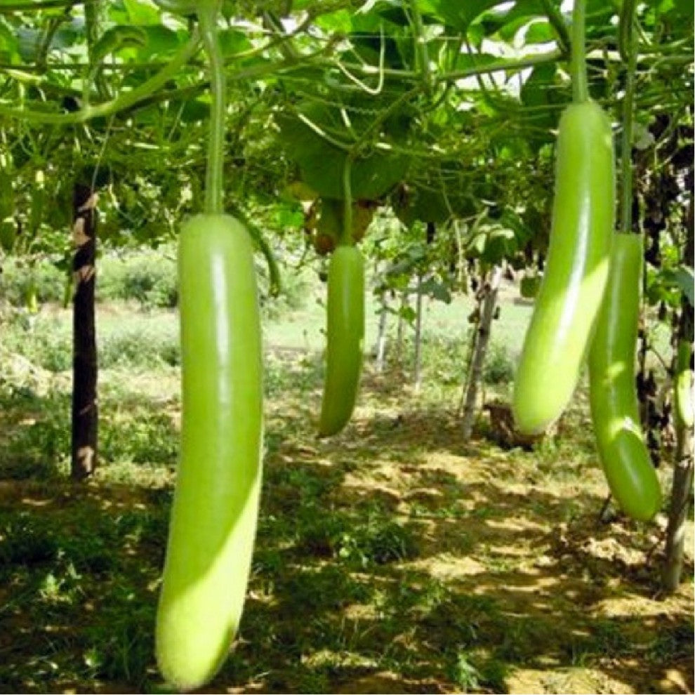 Green Squash Seeds Hybrid F1 10 Seeds - supplier photo