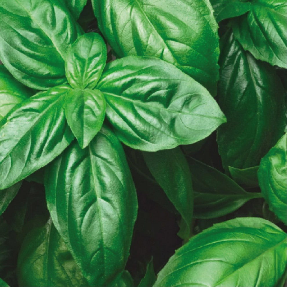 Italian Sweet Basil Seeds 50 Seeds - supplier photo